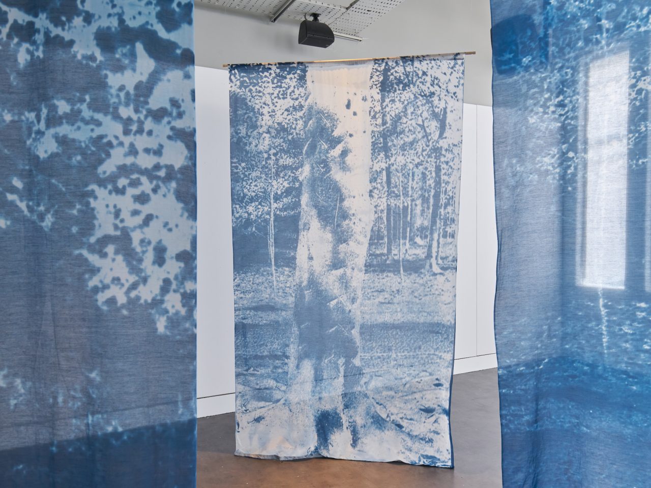 A textile installation with large cyanotypes hanging on thin fabric, the print shows trees in a forest.
