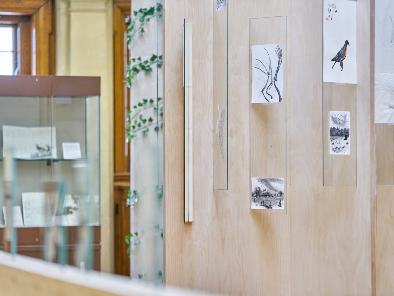 Illustrations presented in mounted glass, the illustrations show birds and their anatomy.