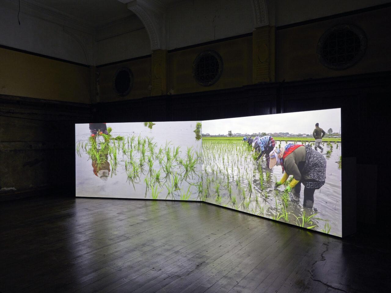 A dual-screen film, it shows people planting into a flooded field.